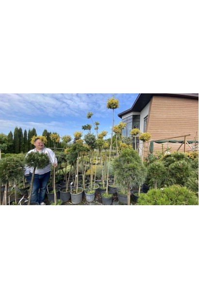 Бруслина японська Ауреомаргіната Топіар Кулі 